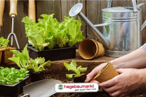 Renovier Dein Zuhause mit dem Hagebaumarkt Steinhagen!